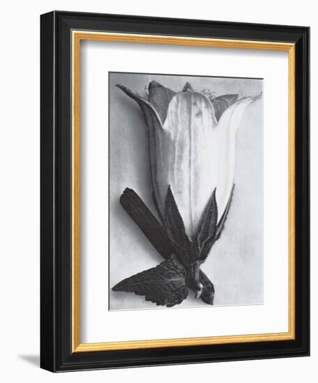 Bell Flower-Karl Blossfeldt-Framed Art Print