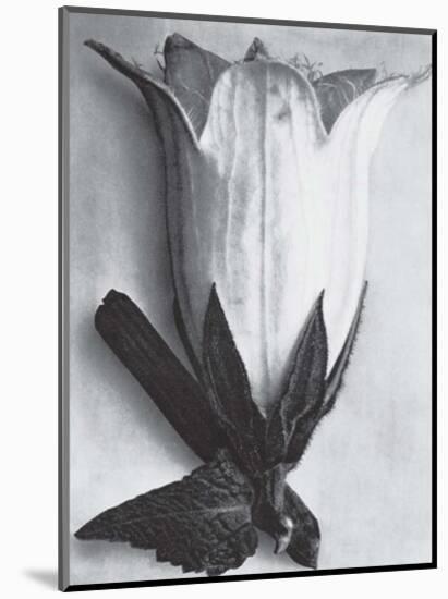 Bell Flower-Karl Blossfeldt-Mounted Art Print