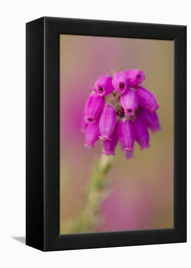 Bell Heather (Erica Cinerea) in Flower, Flow Country, Sutherland, Highlands, Scotland, UK, July-Mark Hamblin-Framed Premier Image Canvas