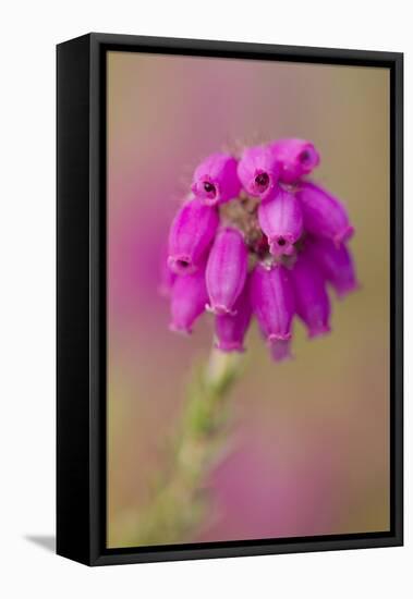 Bell Heather (Erica Cinerea) in Flower, Flow Country, Sutherland, Highlands, Scotland, UK, July-Mark Hamblin-Framed Premier Image Canvas