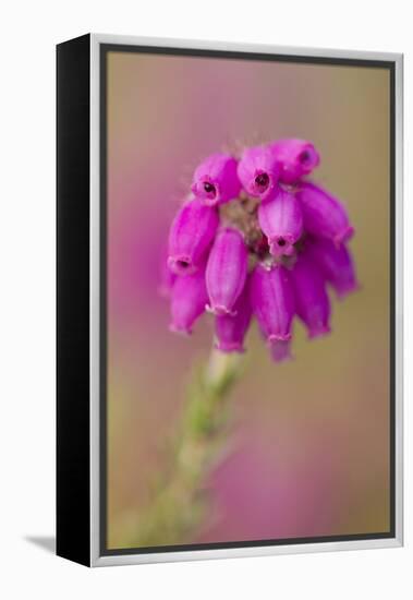 Bell Heather (Erica Cinerea) in Flower, Flow Country, Sutherland, Highlands, Scotland, UK, July-Mark Hamblin-Framed Premier Image Canvas