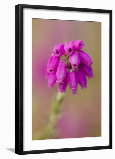 Bell Heather (Erica Cinerea) in Flower, Flow Country, Sutherland, Highlands, Scotland, UK, July-Mark Hamblin-Framed Photographic Print