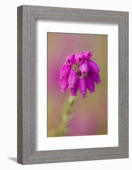 Bell Heather (Erica Cinerea) in Flower, Flow Country, Sutherland, Highlands, Scotland, UK, July-Mark Hamblin-Framed Photographic Print