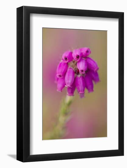 Bell Heather (Erica Cinerea) in Flower, Flow Country, Sutherland, Highlands, Scotland, UK, July-Mark Hamblin-Framed Photographic Print