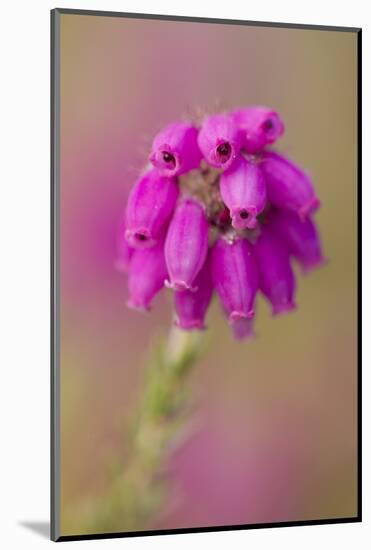 Bell Heather (Erica Cinerea) in Flower, Flow Country, Sutherland, Highlands, Scotland, UK, July-Mark Hamblin-Mounted Photographic Print