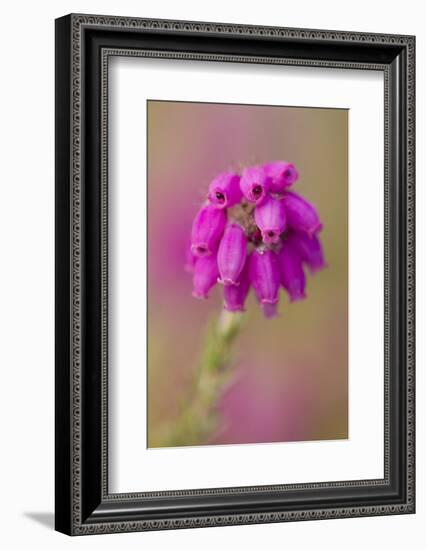 Bell Heather (Erica Cinerea) in Flower, Flow Country, Sutherland, Highlands, Scotland, UK, July-Mark Hamblin-Framed Photographic Print