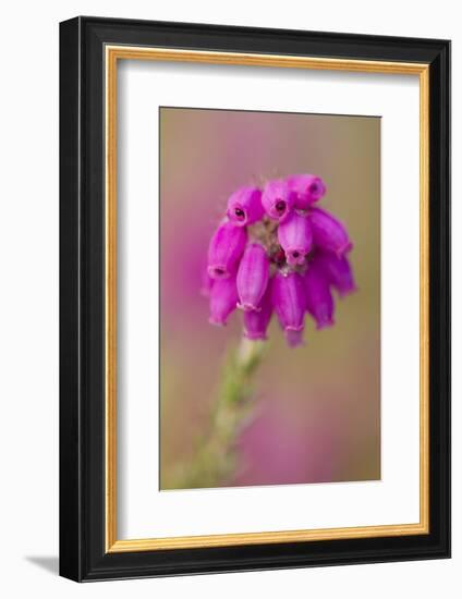 Bell Heather (Erica Cinerea) in Flower, Flow Country, Sutherland, Highlands, Scotland, UK, July-Mark Hamblin-Framed Photographic Print