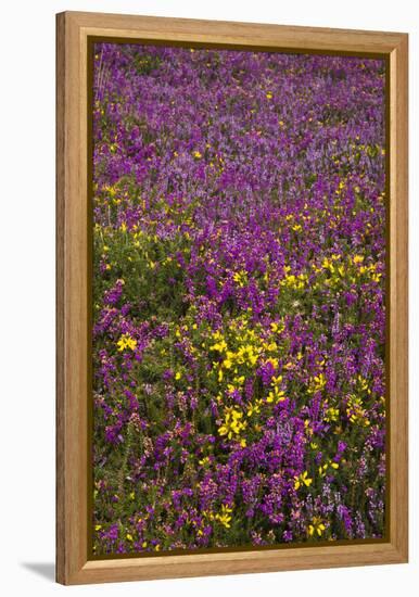 Bell Heather (Erica Cinerea)-Dr. Keith Wheeler-Framed Premier Image Canvas