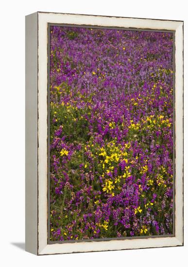 Bell Heather (Erica Cinerea)-Dr. Keith Wheeler-Framed Premier Image Canvas