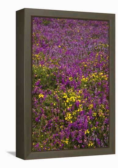 Bell Heather (Erica Cinerea)-Dr. Keith Wheeler-Framed Premier Image Canvas