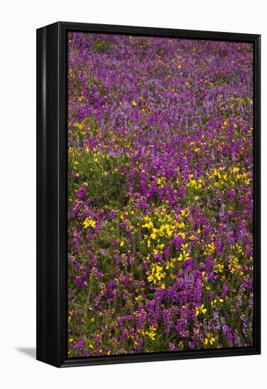 Bell Heather (Erica Cinerea)-Dr. Keith Wheeler-Framed Premier Image Canvas