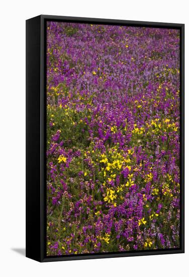 Bell Heather (Erica Cinerea)-Dr. Keith Wheeler-Framed Premier Image Canvas