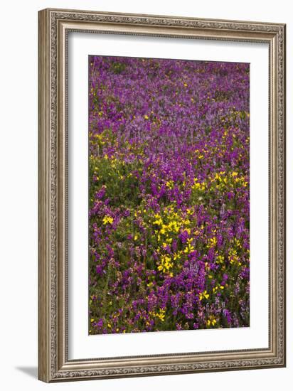 Bell Heather (Erica Cinerea)-Dr. Keith Wheeler-Framed Photographic Print