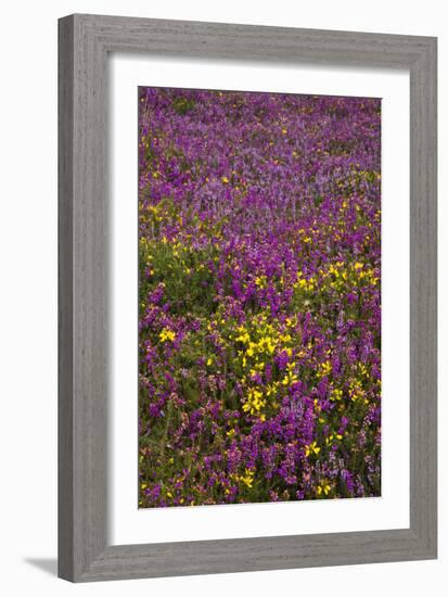 Bell Heather (Erica Cinerea)-Dr. Keith Wheeler-Framed Photographic Print