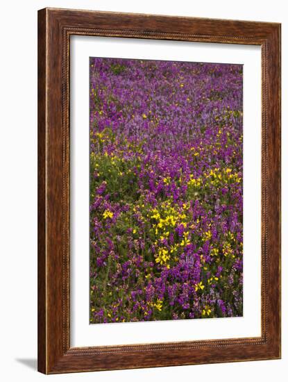 Bell Heather (Erica Cinerea)-Dr. Keith Wheeler-Framed Photographic Print