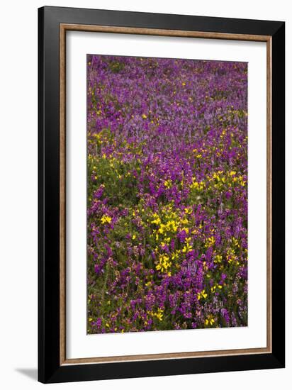 Bell Heather (Erica Cinerea)-Dr. Keith Wheeler-Framed Photographic Print