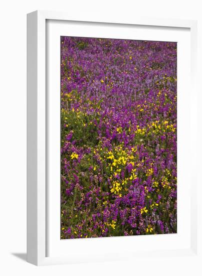 Bell Heather (Erica Cinerea)-Dr. Keith Wheeler-Framed Photographic Print