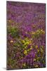 Bell Heather (Erica Cinerea)-Dr. Keith Wheeler-Mounted Photographic Print