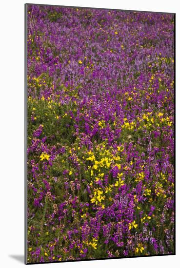 Bell Heather (Erica Cinerea)-Dr. Keith Wheeler-Mounted Photographic Print