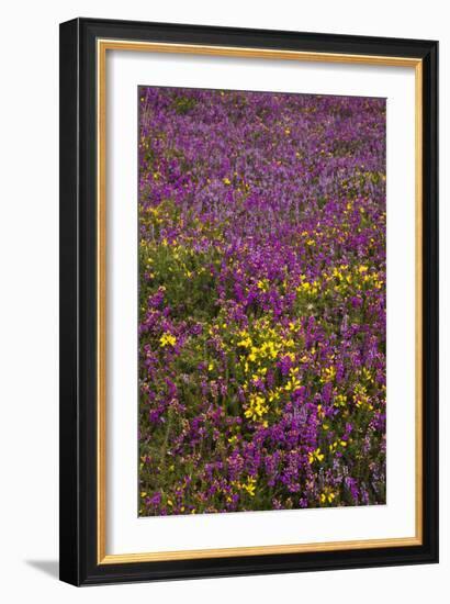 Bell Heather (Erica Cinerea)-Dr. Keith Wheeler-Framed Photographic Print