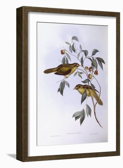 Bell Miner (Manorina Melanophrys)-John Gould-Framed Giclee Print