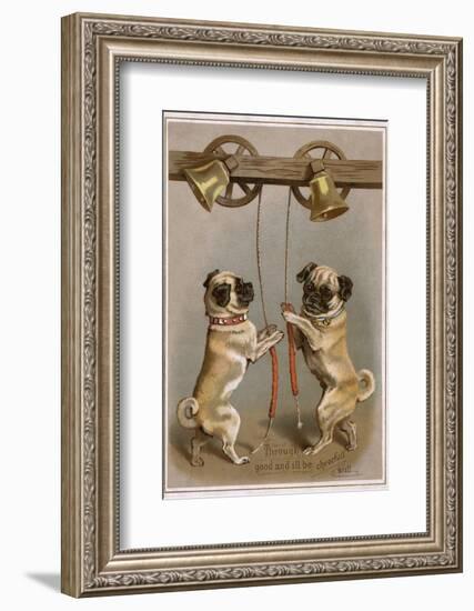 Bell Ringing Pug Dogs-null-Framed Photographic Print