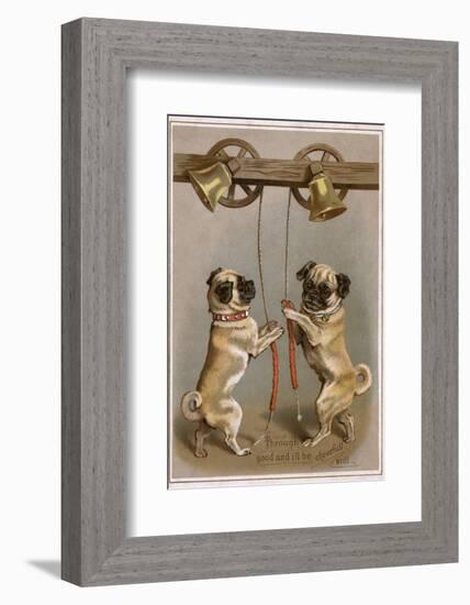 Bell Ringing Pug Dogs-null-Framed Photographic Print