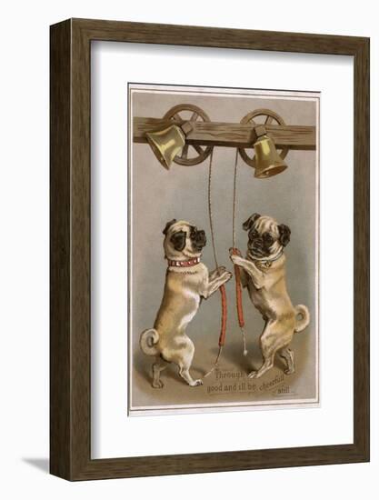 Bell Ringing Pug Dogs-null-Framed Photographic Print