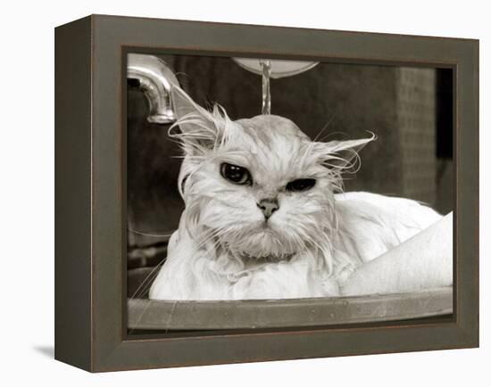 Bella the Persian Cat Gets a Soaking to Prepare Her for Shows, April 1985-null-Framed Premier Image Canvas