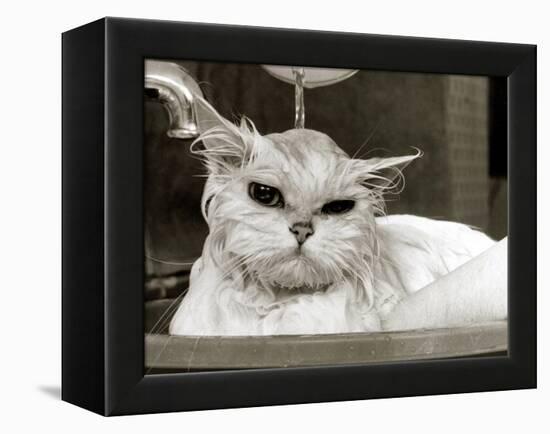 Bella the Persian Cat Gets a Soaking to Prepare Her for Shows, April 1985-null-Framed Premier Image Canvas