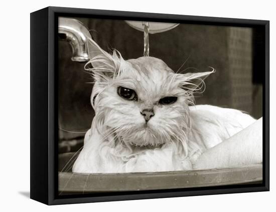 Bella the Persian Cat Gets a Soaking to Prepare Her for Shows, April 1985-null-Framed Premier Image Canvas