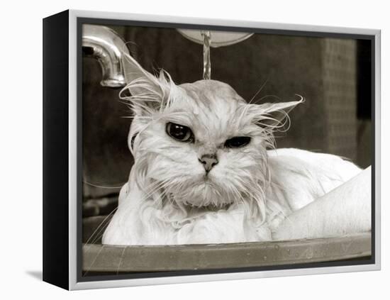 Bella the Persian Cat Gets a Soaking to Prepare Her for Shows, April 1985-null-Framed Premier Image Canvas