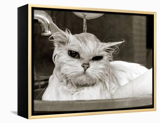 Bella the Persian Cat Gets a Soaking to Prepare Her for Shows, April 1985-null-Framed Premier Image Canvas