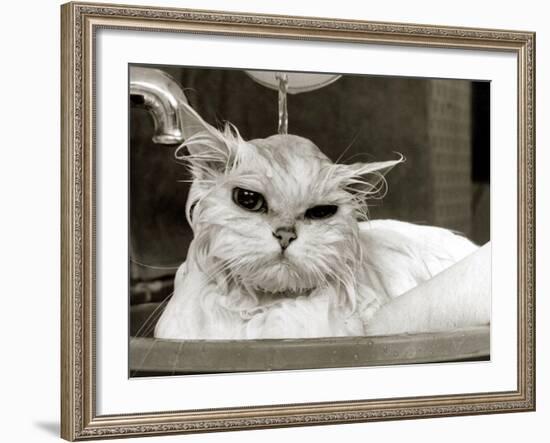 Bella the Persian Cat Gets a Soaking to Prepare Her for Shows, April 1985-null-Framed Photographic Print