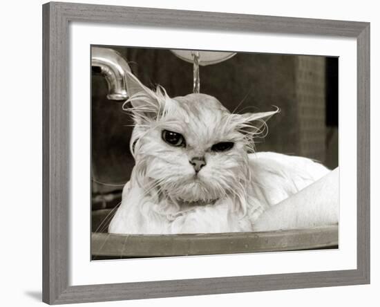 Bella the Persian Cat Gets a Soaking to Prepare Her for Shows, April 1985-null-Framed Photographic Print