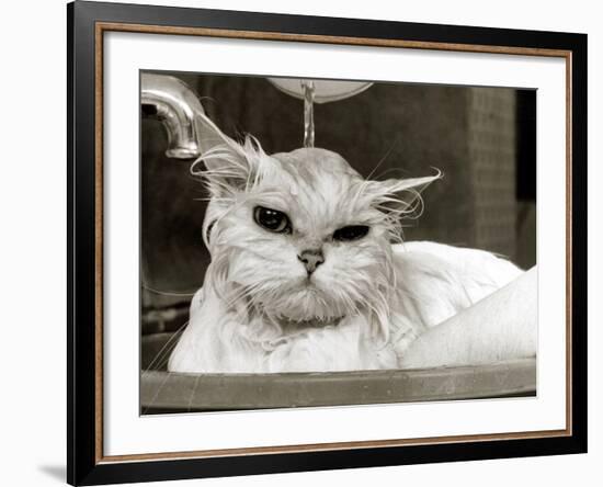 Bella the Persian Cat Gets a Soaking to Prepare Her for Shows, April 1985-null-Framed Photographic Print