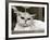 Bella the Persian Cat Gets a Soaking to Prepare Her for Shows, April 1985-null-Framed Photographic Print