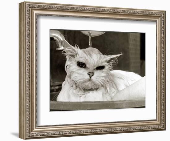 Bella the Persian Cat Gets a Soaking to Prepare Her for Shows, April 1985-null-Framed Photographic Print