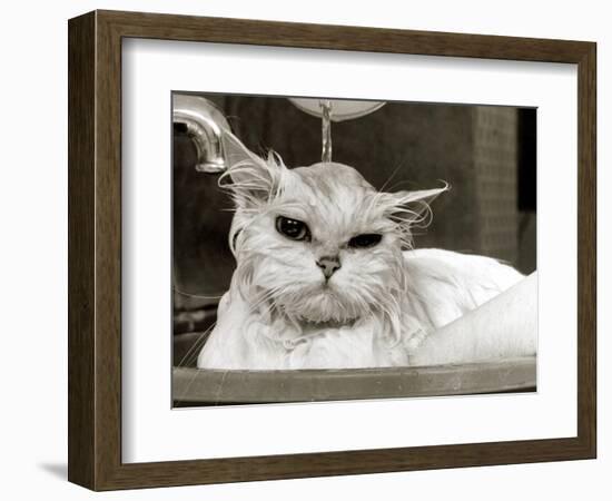 Bella the Persian Cat Gets a Soaking to Prepare Her for Shows, April 1985-null-Framed Photographic Print