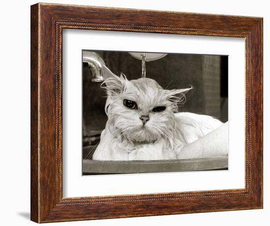 Bella the Persian Cat Gets a Soaking to Prepare Her for Shows, April 1985-null-Framed Photographic Print