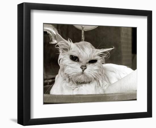 Bella the Persian Cat Gets a Soaking to Prepare Her for Shows, April 1985-null-Framed Photographic Print