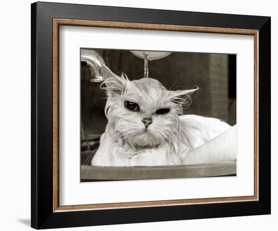 Bella the Persian Cat Gets a Soaking to Prepare Her for Shows, April 1985-null-Framed Photographic Print