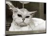 Bella the Persian Cat Gets a Soaking to Prepare Her for Shows, April 1985-null-Mounted Photographic Print