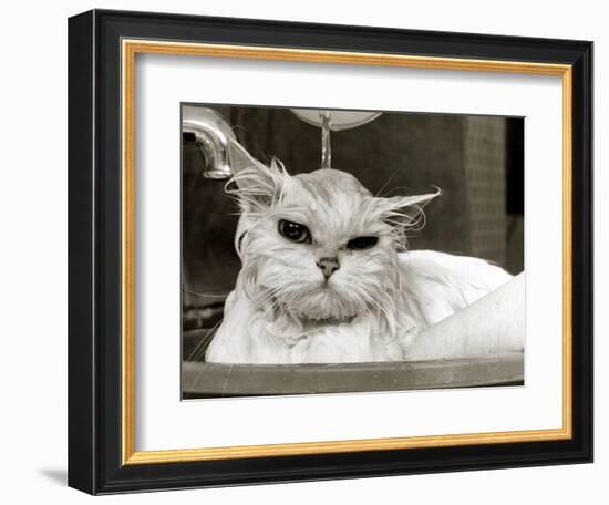 Bella the Persian Cat Gets a Soaking to Prepare Her for Shows, April 1985-null-Framed Photographic Print