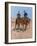 Belle Mckeever and Lt. Edgar Wheelock, C.1899-Frederic Remington-Framed Giclee Print