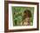 Belle of Buffalo Brand Tobacco Label-Lantern Press-Framed Art Print