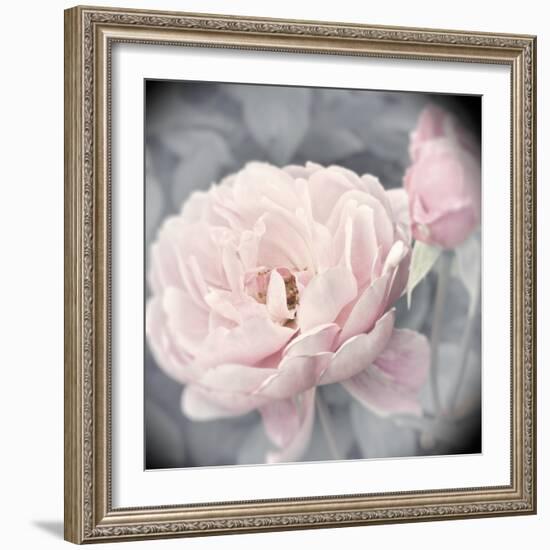 Belle Rose I-Linda Wood-Framed Giclee Print