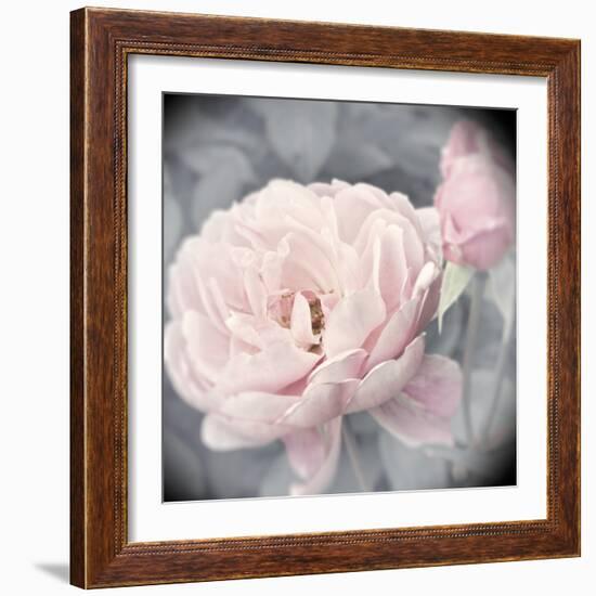 Belle Rose I-Linda Wood-Framed Giclee Print