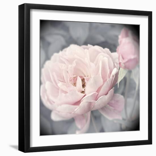 Belle Rose I-Linda Wood-Framed Giclee Print