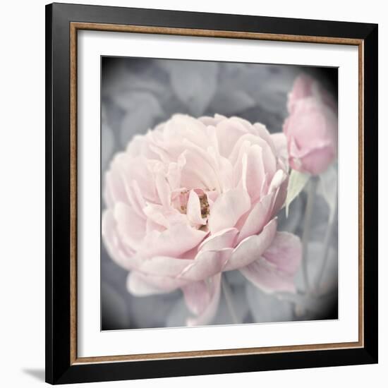 Belle Rose I-Linda Wood-Framed Giclee Print